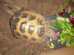 Horsfield : Male approx 11 years old (Fergie)